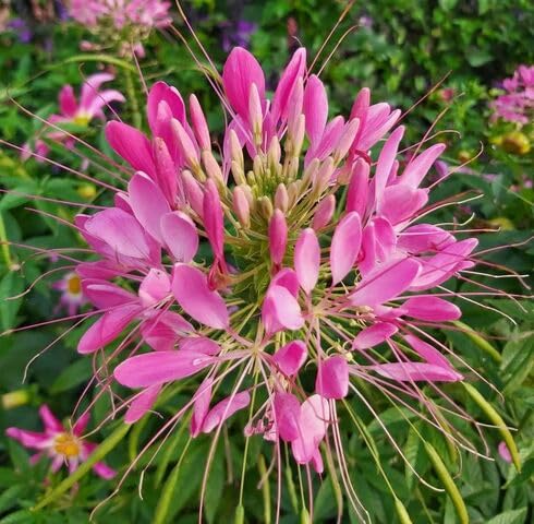 Pink Cleome Hassleriana Flower Seeds Heirloom Non-GMO High Germination Organic Garden Seeds for Planting