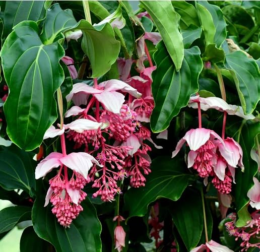 Pink Myriantha Flower Seeds – Heirloom, Non-GMO, High Germination Organic Garden Seeds for Planting