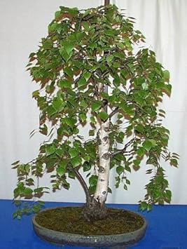 greenbetulatreeheirloomnongmo flower seeds
