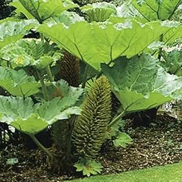 Giant Gunnera herb seeds