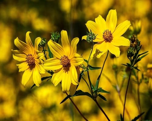 Yellow Perennial Flower Seeds – Heirloom, Non-GMO, High Germination Organic Garden Seeds for Planting