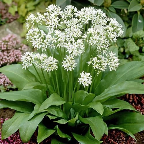 White Ursinum Flower Seeds for Planting – Heirloom, Non-GMO, High Germination