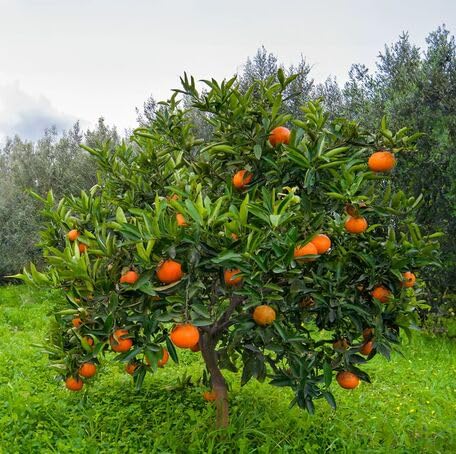 Orange Tree Seeds – Heirloom, Non-GMO, High Germination Organic Garden Seeds