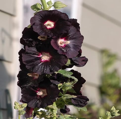 black hollyhock flower seeds