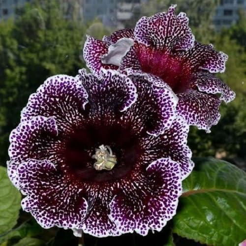 Schokoladen-Gloxinien-Blumensamen – Alte Sorte, gentechnikfrei, keimstark, Bio-Gartensamen zum Pflanzen