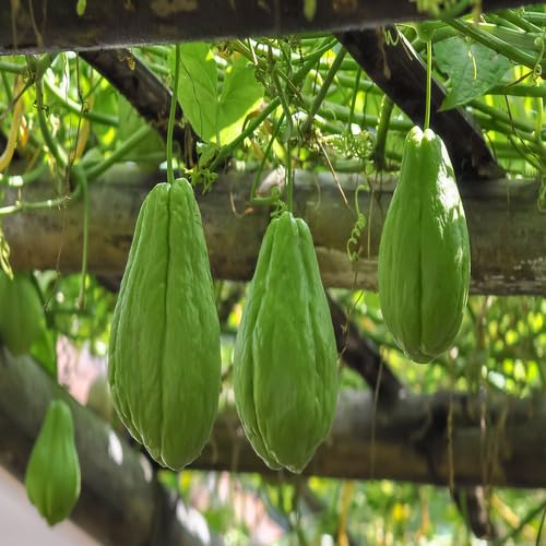 Green Chayote Seeds – Heirloom, Non-GMO, High Germination Organic Garden Seeds Planting