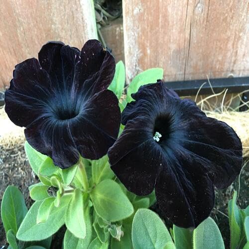 black petunia flower seeds