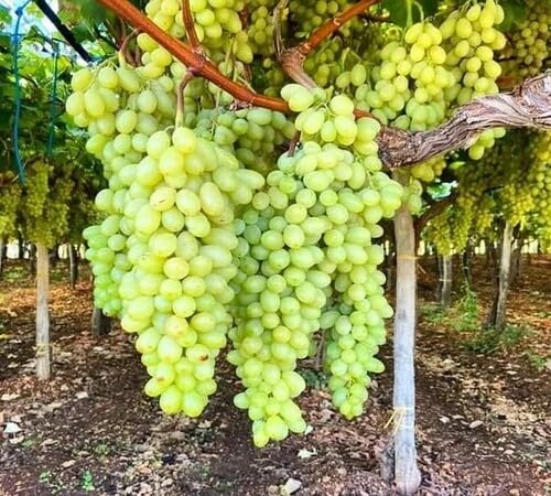 Green Grape Seeds – Heirloom, Non-GMO, High Germination Organic Garden Seeds