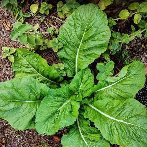 Mustard Seeds – Heirloom, Non-GMO, High Germination Organic Garden Seeds Planting