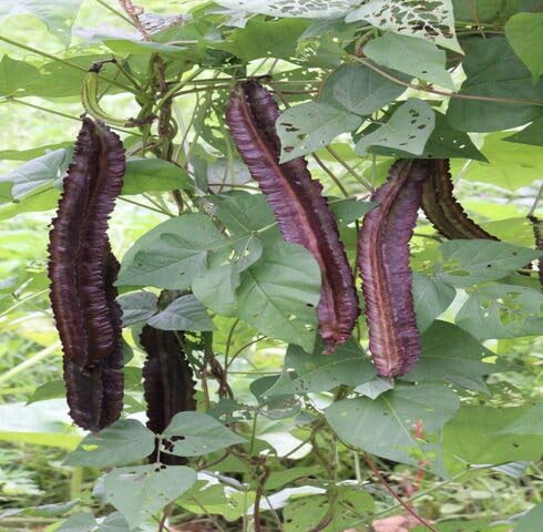 Lila Flügelbohnen-Samen – Alte Sorte, gentechnikfrei, hohe Keimrate, Bio-Gartensamen zum Anpflanzen