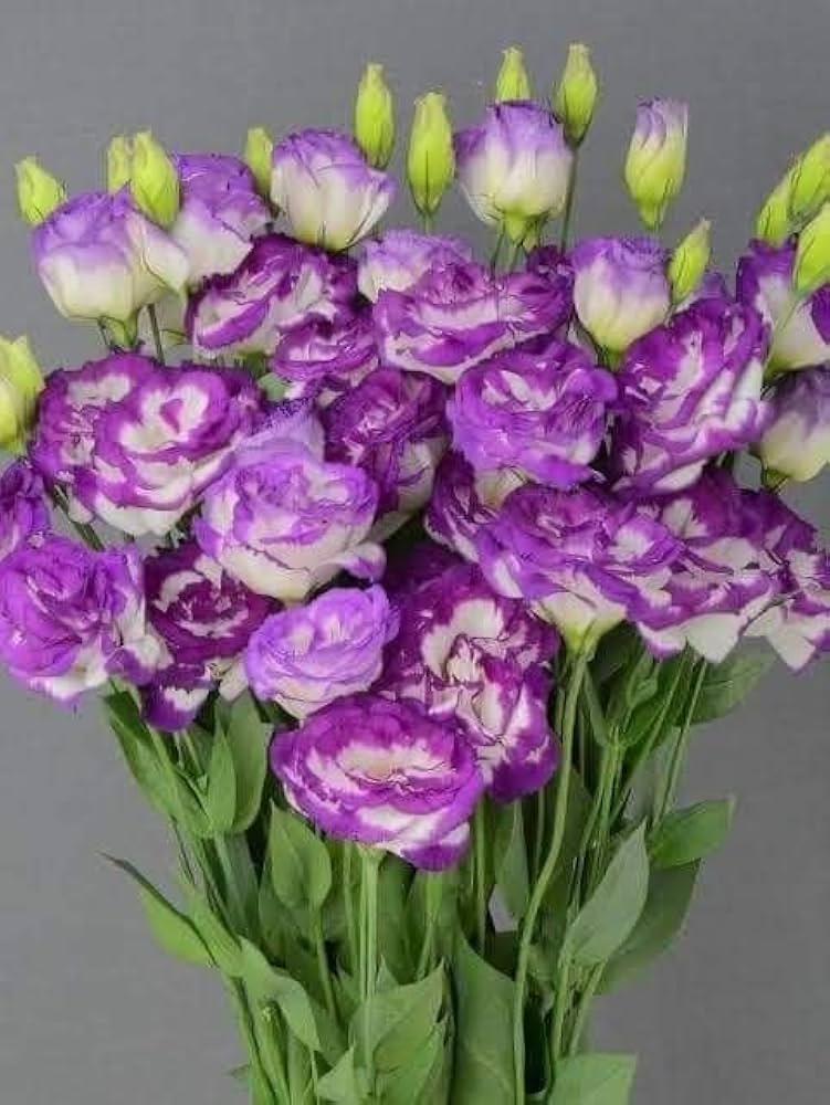 Purple White Eustoma Seeds Heirloom Non-GMO High Germination Organic Garden Seeds for Planting