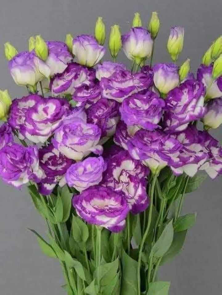Purple White Eustoma Seeds Heirloom Non-GMO High Germination Organic Garden Seeds for Planting