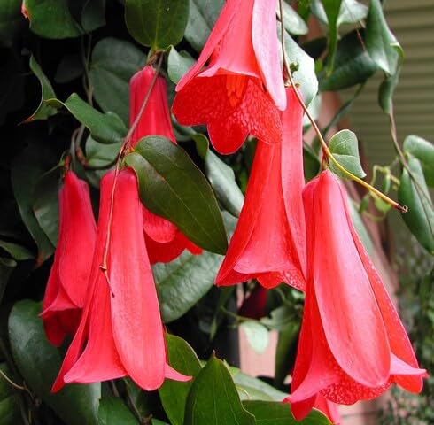 red lapageria flower seeds