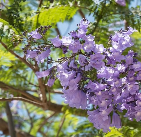 Jacaranda Flower Seeds – Heirloom, Non-GMO, High Germination Organic Garden Seeds for Planting