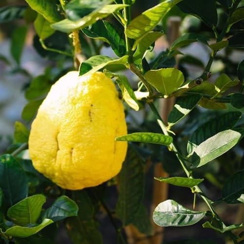 Yellow Etrog Seeds – Heirloom, Non-GMO, High Germination Organic Garden Seeds