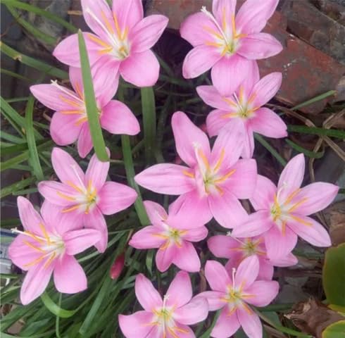 Pink Saffron Flower Seeds Heirloom Non-GMO High Germination Organic Garden Seeds for Planting