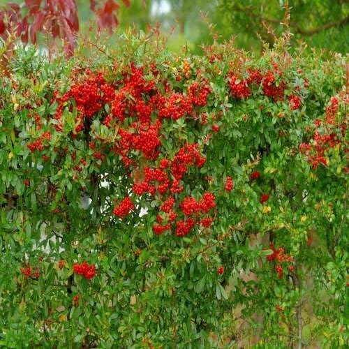 red pyracantha flower seeds