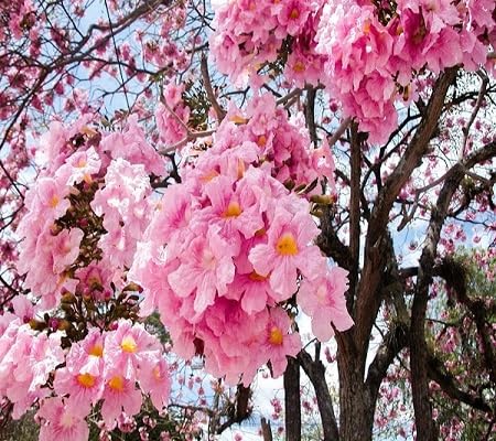 Tecoma Flower Seeds Pink Heirloom Non-GMO High Germination Organic Garden Seeds for Planting