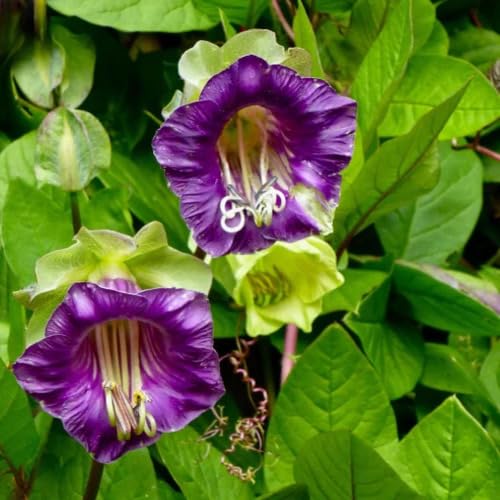 Cobaea Flower Seeds Violet for Planting – Heirloom Non-GMO High Germination Seeds