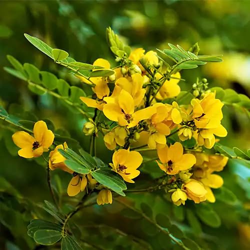 yellow cassia flower seeds