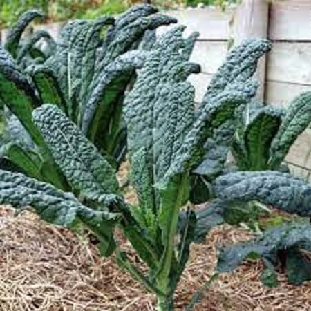 Kale Seeds – Heirloom, Non-GMO, High Germination Organic Garden Seeds Planting