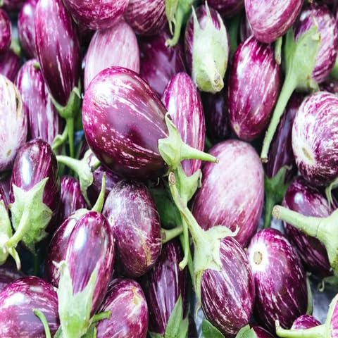 Brinjal Seeds – Heirloom, Non-GMO, High Germination Organic Garden Seeds Planting