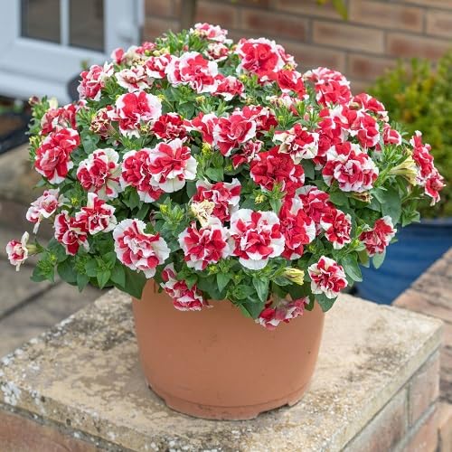 Red White Double Petunia Flower Seeds Heirloom Non-GMO High Germination Organic Garden Seeds