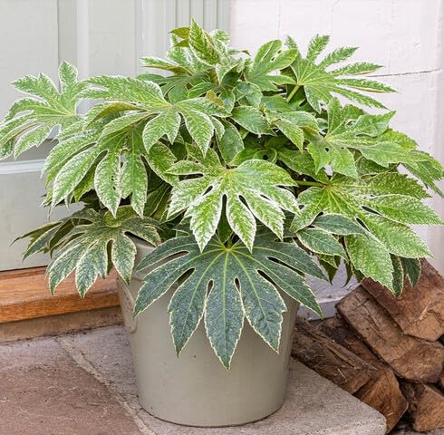 green fatsia flower seeds