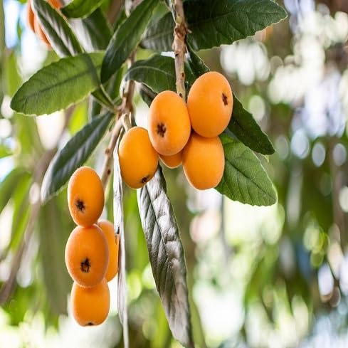 Loquat Seeds – Heirloom, Non-GMO, High Germination Organic Garden Seeds