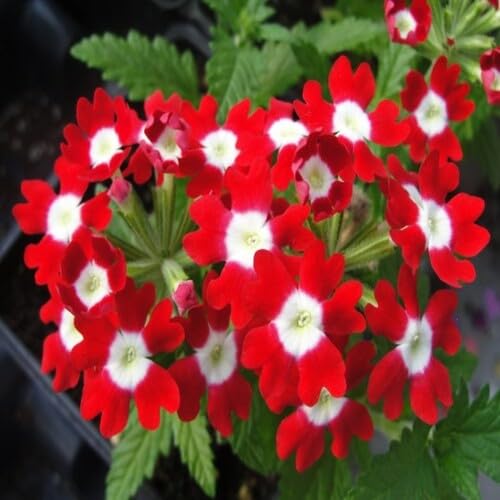 Red White Verbena Flower Seeds – Heirloom, Non-GMO, High Germination Organic Seeds