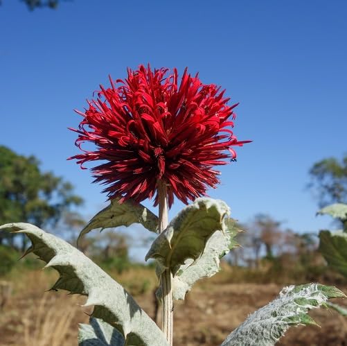 Red Echinops Amplexicaulis Flower Seeds for Planting – Heirloom, Non-GMO, High Germination Organic Garden Seeds