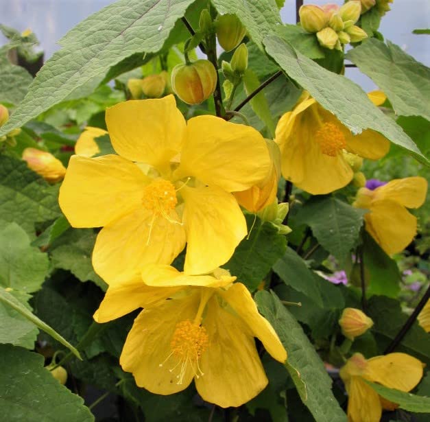 Yellow Abutilon Flower Seeds for Planting – Heirloom Non-GMO High Germination Organic Garden Seeds