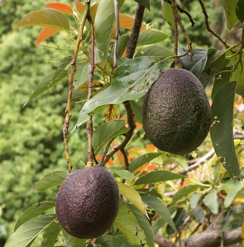 Purple Avocado Seeds – Heirloom, Non-GMO, High Germination Organic Garden Seeds