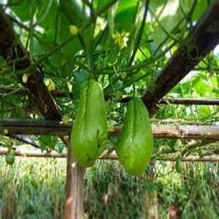 Green Chayote Seeds – Heirloom, Non-GMO, High Germination Organic Garden Seeds Planting