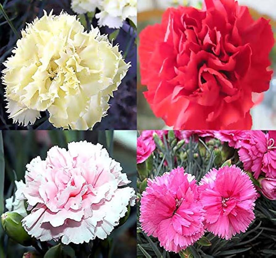 rare carnation flower seeds