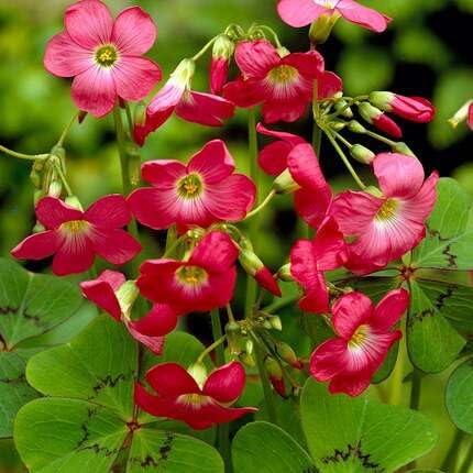 Red Oxalis Flower Seeds – Heirloom, Non-GMO, High Germination Organic Garden Seeds for Planting