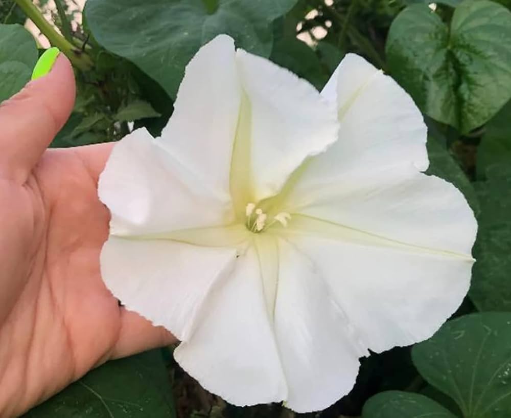 Moonflower Ipomoea herb seeds