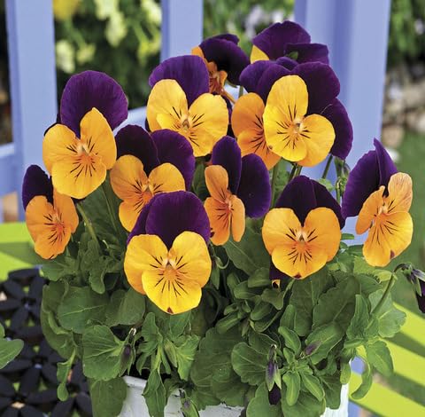 yellow purple flower seeds