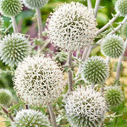whiteechinopsflowerheirloomnongmo flower seeds
