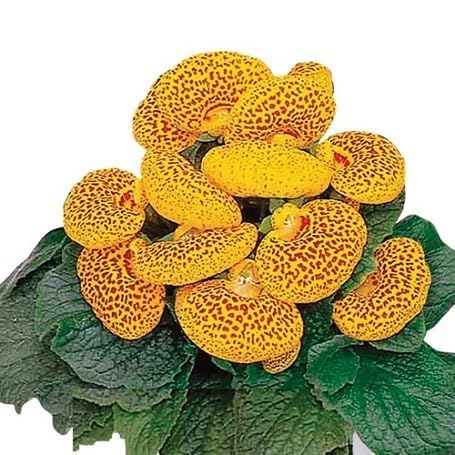 Yellow Maroon Calceolaria Flower Seeds – Heirloom, Non-GMO, High Germination Organic Seeds