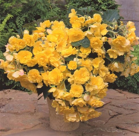 Yellow Camellia Flower Seeds – Heirloom, Non-GMO, High Germination Organic Seeds