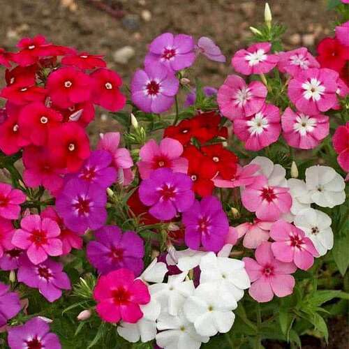 Mixed Phlox Flower Seeds Heirloom Non-GMO High Germination Organic Garden Seeds for Planting