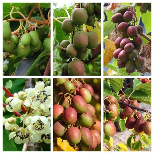 Gemischte Kiwisamen – Alte Sorte, gentechnikfrei, hohe Keimfähigkeit, Bio-Gartensamen zum Pflanzen