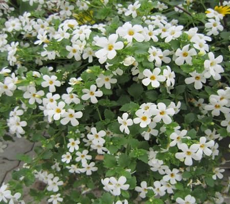 hyssop flower flower seeds