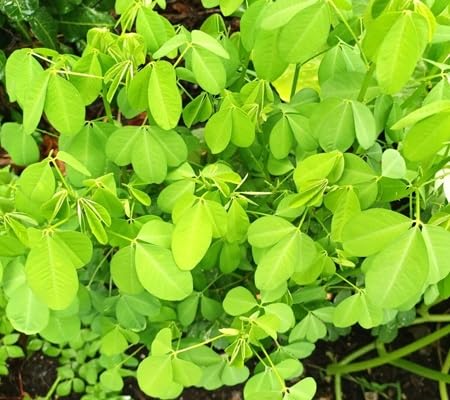 chepil longirostrata flower seeds