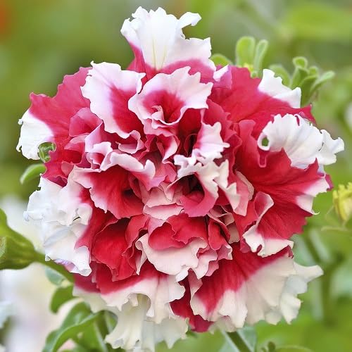 Red White Calibrachoa Flower Seeds Heirloom Non-GMO High Germination Organic Garden Seeds for Planting
