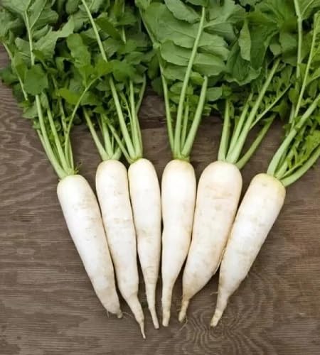 Radish White Seeds – Heirloom, Non-GMO, High Germination Organic Garden Seeds Planting
