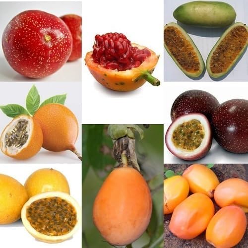 Mixed Passion Passiflora Seeds – Heirloom, Non-GMO, High Germination Organic Garden Seeds for Planting