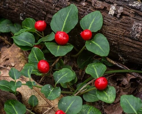 Rote Moosbeere Samen, alte Sorte, gentechnikfrei, hohe Keimrate, Bio-Gartensamen zum Pflanzen