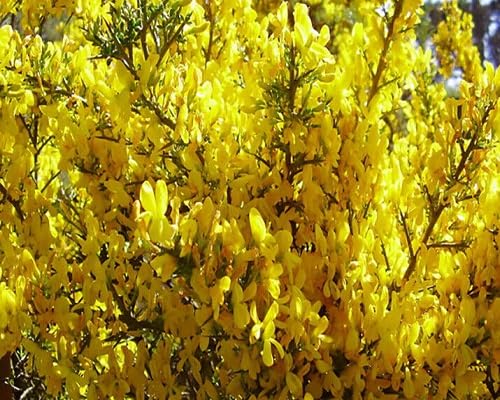 Yellow Xanthoceras Flower Seeds for Planting | Heirloom Non-GMO Organic